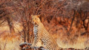 Preview wallpaper leopard, wild cat, grace, nature, predator