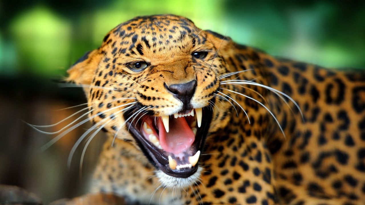 Wallpaper leopard, wild cat, growl, snarl, rage, fall
