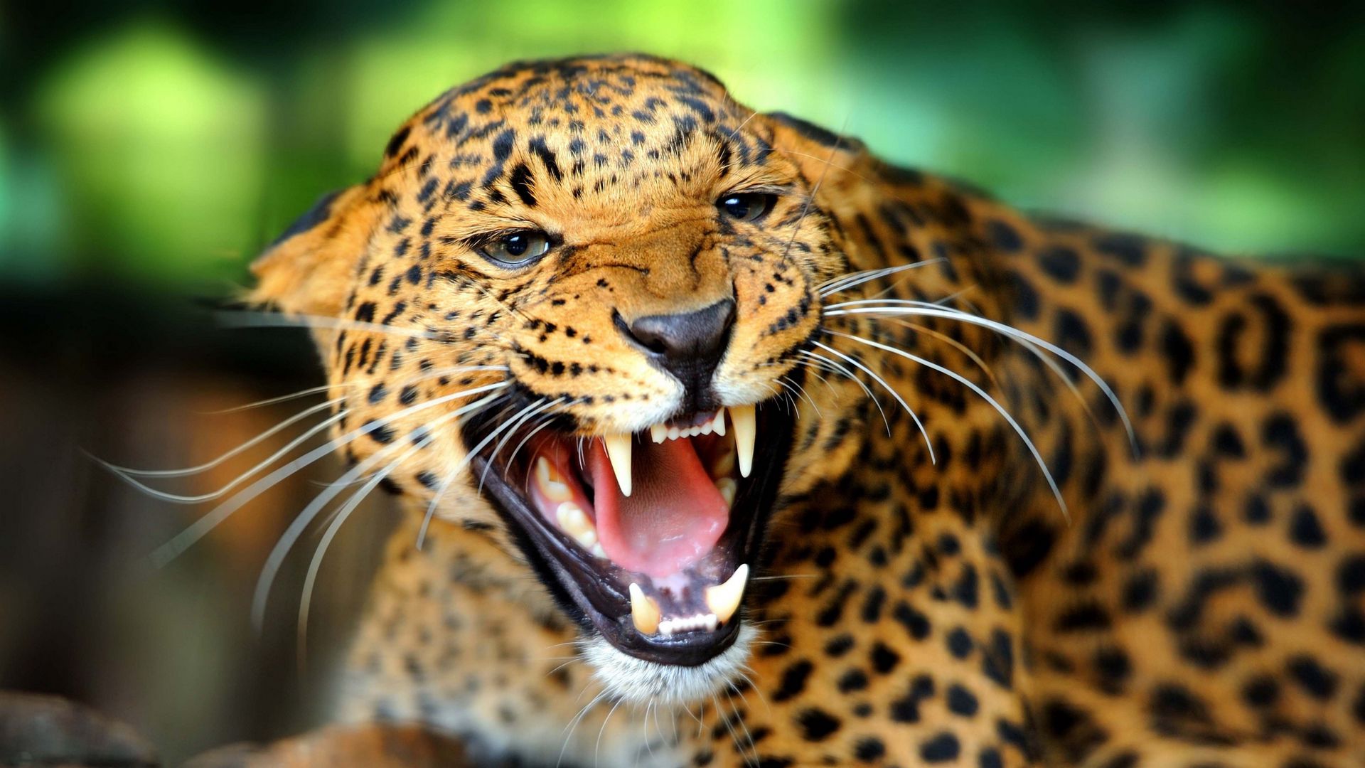 Download Wallpaper 1920x1080 Leopard Wild Cat Growl Snarl Rage