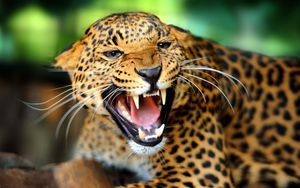 Preview wallpaper leopard, wild cat, growl, snarl, rage, fall