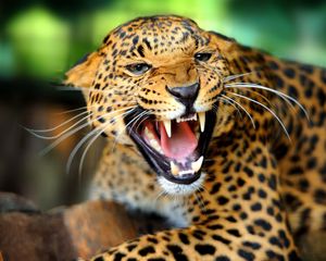 Preview wallpaper leopard, wild cat, growl, snarl, rage, fall