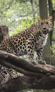 Preview wallpaper leopard, wild cat, predator, zoo