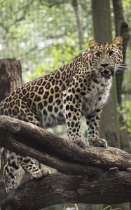 Preview wallpaper leopard, wild cat, predator, zoo