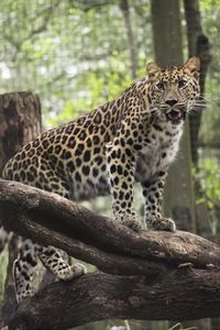Preview wallpaper leopard, wild cat, predator, zoo