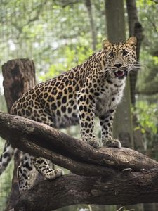 Preview wallpaper leopard, wild cat, predator, zoo