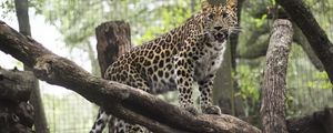 Preview wallpaper leopard, wild cat, predator, zoo