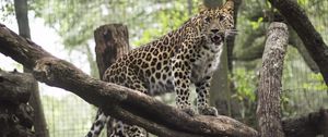 Preview wallpaper leopard, wild cat, predator, zoo