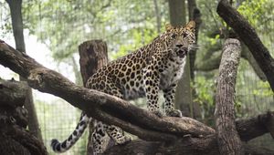 Preview wallpaper leopard, wild cat, predator, zoo