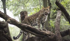 Preview wallpaper leopard, wild cat, predator, zoo