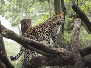 Preview wallpaper leopard, wild cat, predator, zoo