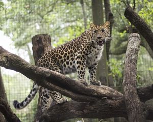 Preview wallpaper leopard, wild cat, predator, zoo