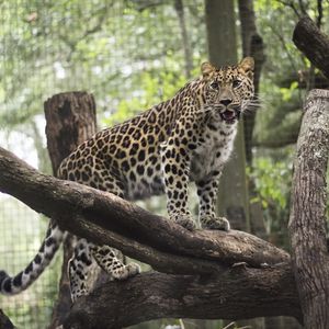 Preview wallpaper leopard, wild cat, predator, zoo