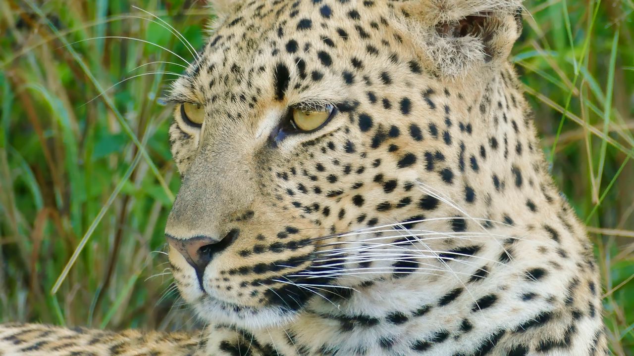 Wallpaper leopard, wild cat, predator, wildlife