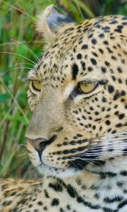 Preview wallpaper leopard, wild cat, predator, wildlife