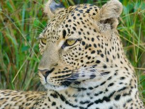 Preview wallpaper leopard, wild cat, predator, wildlife