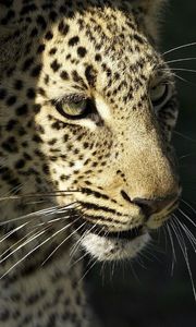 Preview wallpaper leopard, wild cat, predator, muzzle, whiskers