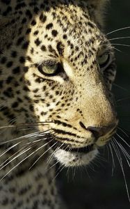 Preview wallpaper leopard, wild cat, predator, muzzle, whiskers