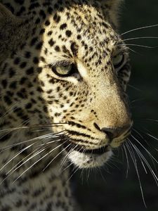 Preview wallpaper leopard, wild cat, predator, muzzle, whiskers