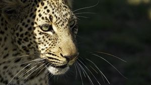 Preview wallpaper leopard, wild cat, predator, muzzle, whiskers