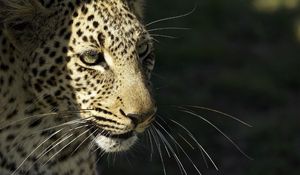 Preview wallpaper leopard, wild cat, predator, muzzle, whiskers