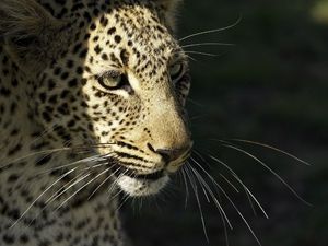 Preview wallpaper leopard, wild cat, predator, muzzle, whiskers