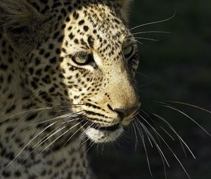 Preview wallpaper leopard, wild cat, predator, muzzle, whiskers