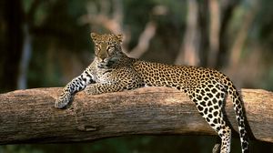 Preview wallpaper leopard, wood, down, big cat, predator