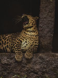 Preview wallpaper leopard, yawn, big cat, wildlife, predator