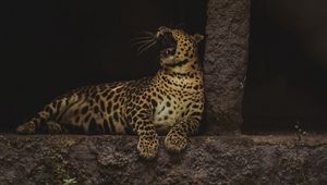 Preview wallpaper leopard, yawn, big cat, wildlife, predator