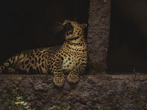 Preview wallpaper leopard, yawn, big cat, wildlife, predator