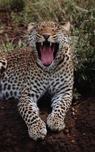 Preview wallpaper leopard, yawn, big cat, predator, wild