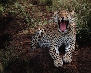 Preview wallpaper leopard, yawn, big cat, predator, wild