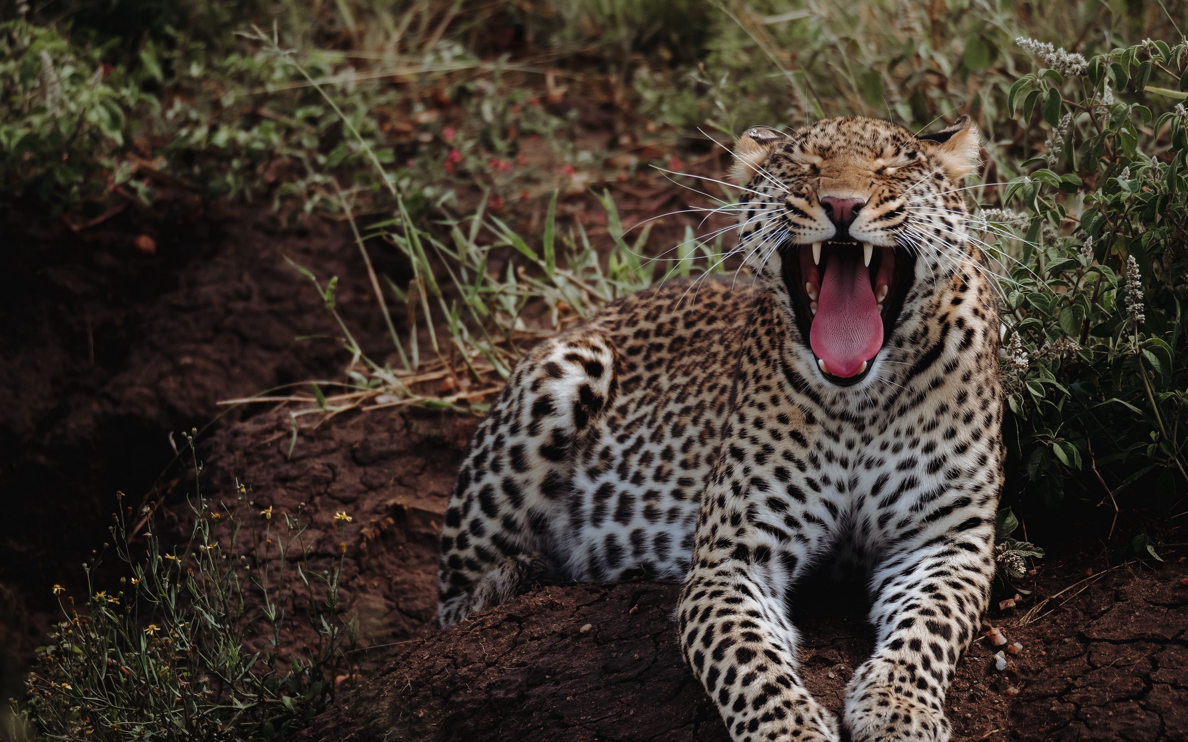 Download wallpaper 3840x2400 leopard, yawn, big cat, predator, wild 4k ...