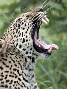 Preview wallpaper leopard, yawn, protruding tongue, big cat, predator