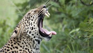 Preview wallpaper leopard, yawn, protruding tongue, big cat, predator