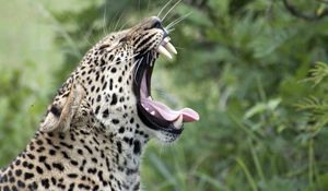 Preview wallpaper leopard, yawn, protruding tongue, big cat, predator