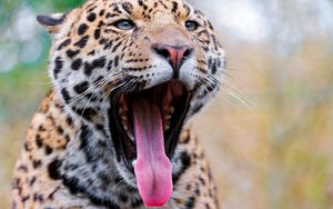 Preview wallpaper leopard, yawning, tongue, eyes, predator