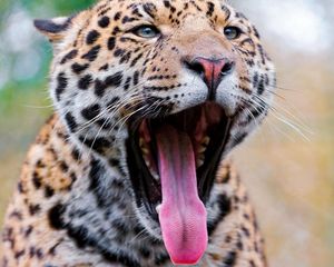 Preview wallpaper leopard, yawning, tongue, eyes, predator