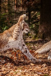 Preview wallpaper leopards, aggression, fighting, leaves, forest