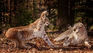 Preview wallpaper leopards, aggression, fighting, leaves, forest