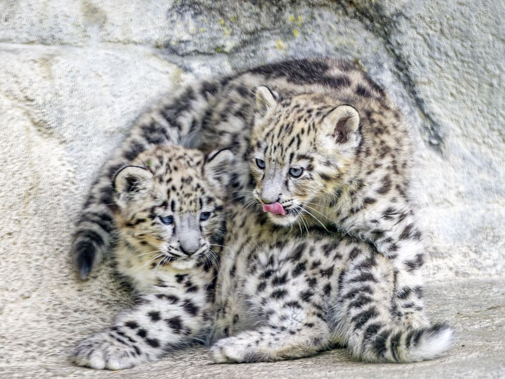 1024x768 Wallpaper leopards, animals, funny, spots, predators