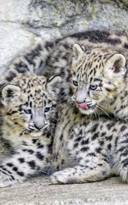 Preview wallpaper leopards, animals, funny, spots, predators