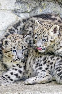Preview wallpaper leopards, animals, funny, spots, predators