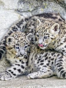 Preview wallpaper leopards, animals, funny, spots, predators