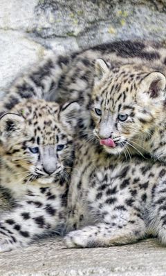 240x400 Wallpaper leopards, animals, funny, spots, predators