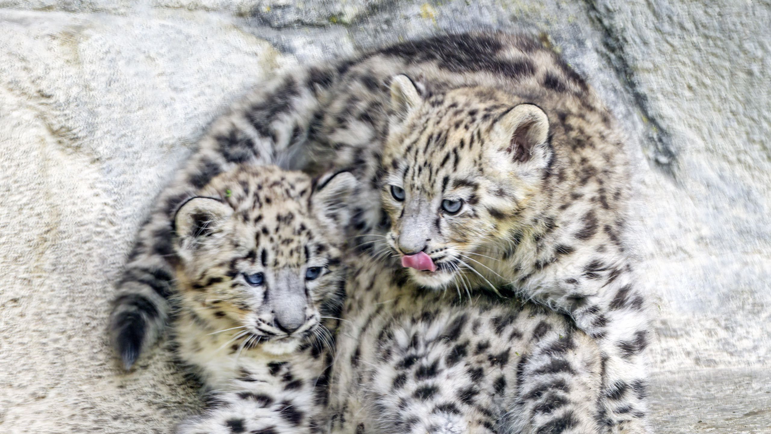 2560x1440 Wallpaper leopards, animals, funny, spots, predators