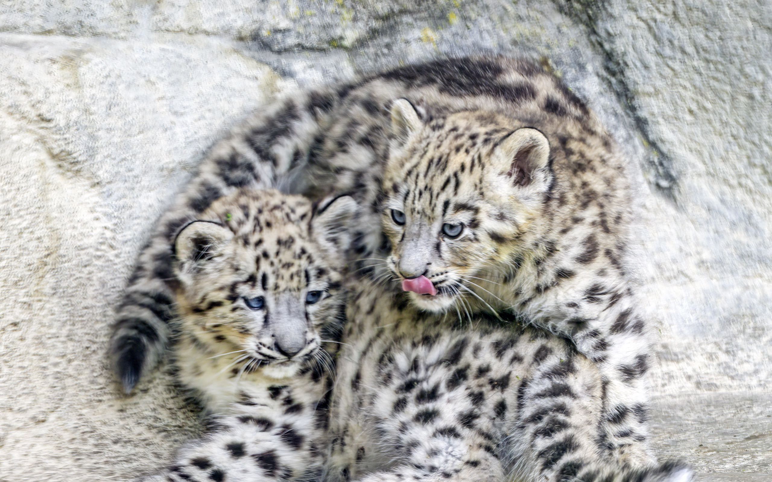 2560x1600 Wallpaper leopards, animals, funny, spots, predators