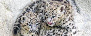 Preview wallpaper leopards, animals, funny, spots, predators