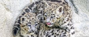 Preview wallpaper leopards, animals, funny, spots, predators