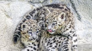 Preview wallpaper leopards, animals, funny, spots, predators